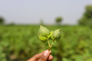 Elindeki yeşil renkli Cotton Boll 'u kapat. Yeşil pamuk tarlası. Elinde pamuklu organik tomar tutan bir adam. Bitkinin üzerinde pamuk yığını var. Doğal arka plan. Yeşil renkli topuz. Konuya Seçici Odaklanma ile.