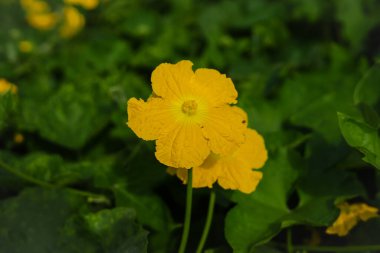 Sünger kabağı çiçeğini kapat. Sünger kabak çiçeği. Yeşil yapraklara karşı sarı Sünger kabağı çiçeği. Luffa aegyptiaca, sünger kabağı, Mısır salatalığı veya Vietnam luffası. Seçici odak.