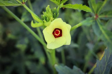 Bamya çiçeğini kapat. Güzel sarı bamya çiçeği. Lady Fingers Çiçeği. Bitkinin üzerindeki Lady Fingers 'ın sarı çiçeği. Bamya sebzesi. Konuya Seçici Odaklanma ile.