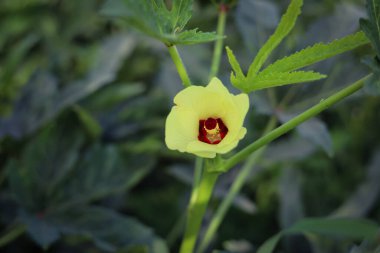 Bamya çiçeğini kapat. Güzel sarı bamya çiçeği. Lady Fingers Çiçeği. Bitkinin üzerindeki Lady Fingers 'ın sarı çiçeği. Bamya sebzesi. Konuya Seçici Odaklanma ile.