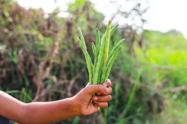 Bulanık arka planda elinde inek bezelyesi ve sebze kabukları var. Elindeki bezelye. Uzun kapsüller hazır. Sağlıklı beslenme. Proteinli yiyecekler..