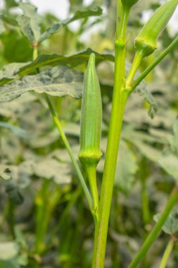 Okra 'ya yaklaş. Kadın parmakları. Çiftlikteki bitkide kadın parmağı ya da bamya sebzesi. Doğal bamya tarlası. Taze bamya sebzesi. Bayan parmak tarlası. Konuya Seçici Odaklanma ile