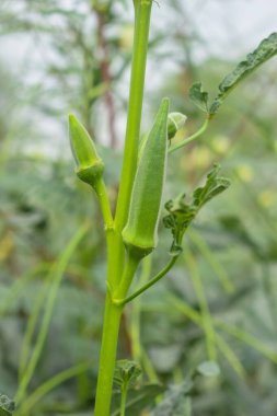 Okra 'ya yaklaş. Kadın parmakları. Çiftlikteki bitkide kadın parmağı ya da bamya sebzesi. Doğal bamya tarlası. Taze bamya sebzesi. Bayan parmak tarlası. Konuya Seçici Odaklanma ile