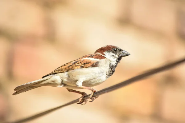 Portrait of Eurasian Tree Sparrow - Passer montanus common perching bird.House sparrow female songbird (Passer domesticus) sitting singing on wire and nest in a old house of Pakistan.Sind Sparrow.