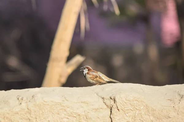 Portrait Eurasian Tree Sparrow Passer Montanus Gemeinsamen Sitzvogel Haussperling Weiblichen — Stockfoto