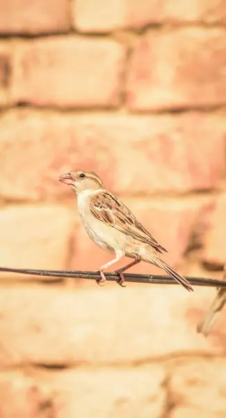Portrait Eurasian Tree Sparrow Passer Montanus Gemeinsamen Sitzvogel Haussperling Weiblichen — Stockfoto