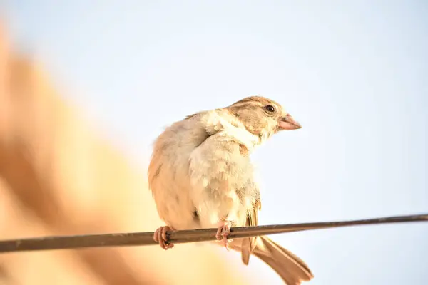 Portrait of Eurasian Tree Sparrow - Passer montanus common perching bird.House sparrow female songbird (Passer domesticus) sitting singing on wire and nest in a old house of Pakistan.Sind Sparrow.