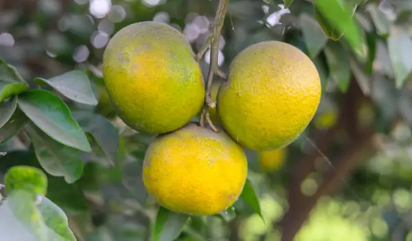 Capture of the Orange Fruit Hanging On the Branch. Orange tree with fruit.oranges hanging tree.Ripe and fresh oranges hanging on branch. Juicy fruit with green leaves. Oranges tree.