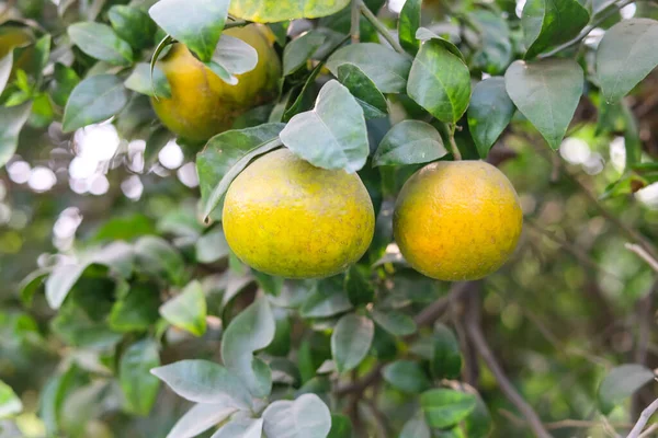 Capture of the Orange Fruit Hanging On the Branch. Orange tree with fruit.oranges hanging tree.Ripe and fresh oranges hanging on branch. Juicy fruit with green leaves. Oranges tree.