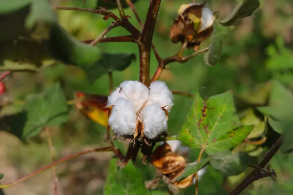 stock image Close up of white cotton flower. Raw Organic Cotton Growing at Cotton Farm. Gossypium herbaceum close up with fresh seed pods. Cotton boll hanging on plant. With Selective Focus on the Subject.