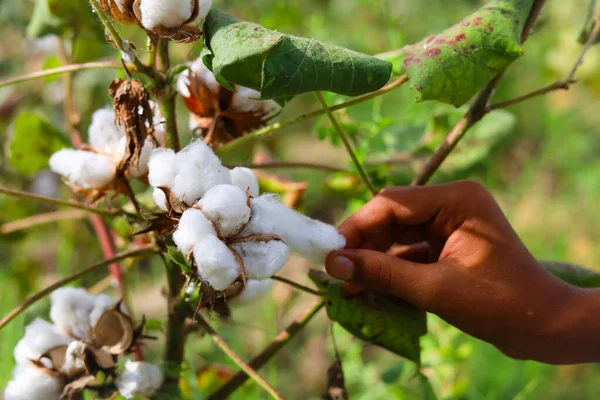 Close up of a Pakistani boy's hand picking white cotton flower. Raw Organic Cotton Growing at Cotton Farm.Gossypium herbaceum close up with fresh seed pods. White boll hanging on plant. Picking cotton