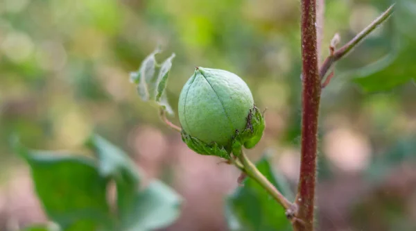 Close up of green color Cotton Boll on Cotton plant. Green cotton field. Organic boll. Cotton boll hanging on plant. Natural Background. Green color boll. With Selective Focus on the Subject.