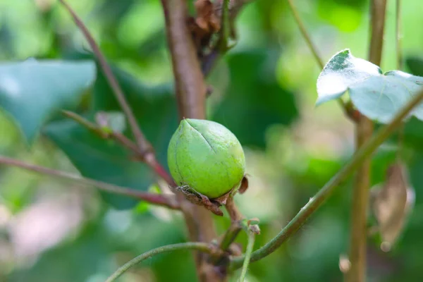 Närbild Grön Färg Cotton Boll Cotton Anläggning Grönt Bomullsfält Ekologisk — Stockfoto