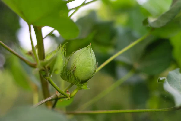 Close up of green color Cotton Boll on Cotton plant. Green cotton field. Organic boll. Cotton boll hanging on plant. Natural Background. Green color boll. With Selective Focus on the Subject.