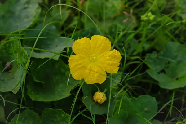 スポンジグルメの花を閉じました スポンジグルドフラワー 緑の葉に対する黄色いスポンジグルドの花 ルーファ アジテカ スポンジグッズ エジプトのキュウリ ベトナムのルーファ 選択的なフォーカス — ストック写真
