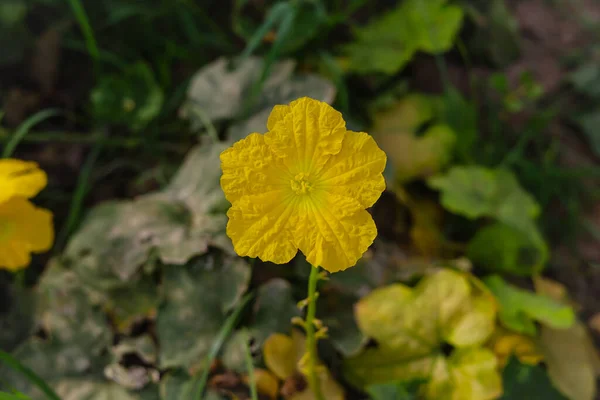 Sünger Kabağı Çiçeğini Kapat Sünger Kabak Çiçeği Yeşil Yapraklara Karşı — Stok fotoğraf