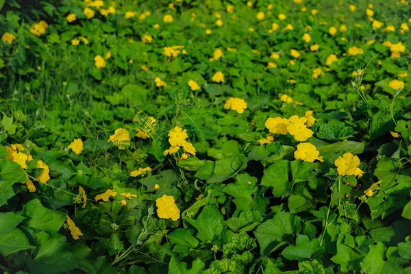 Nahaufnahme Von Biskuitkürbisblüte Biskuitkürbisblüte Vorhanden Gelbe Kürbisblüte Vor Grünen Blättern — Stockfoto