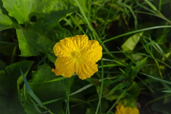 スポンジグルメの花を閉じました スポンジグルドフラワー 緑の葉に対する黄色いスポンジグルドの花 ルーファ アジテカ スポンジグッズ エジプトのキュウリ ベトナムのルーファ 選択的なフォーカス — ストック写真