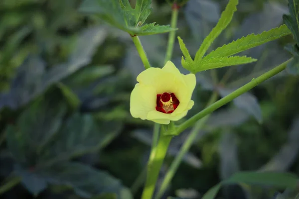 오크라 닫습니다 아름다운 노란색 오크라 레이디 손가락 꽃입니다 식물에 레이디 — 스톡 사진