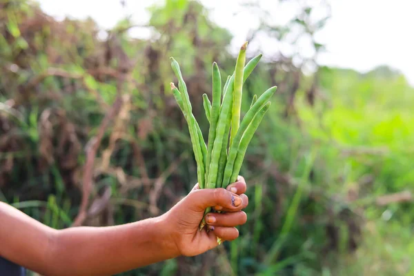 Capture of cowpeas Vegetable pods on hand against blurred background. Cowpeas vegetable on hand. Long pods vegetable on hand. Healthy eating food. Proteinous food.