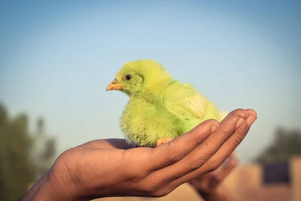 接近一个漂亮的小鸡 小新生婴儿在手边 一只手牵着美丽的小鸡 养鸡场家禽 — 图库照片
