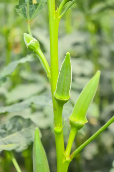 Feche Dedos Okra Lady Ladyfingers Legumes Quiabo Fábrica Fazenda Plantação — Fotografia de Stock