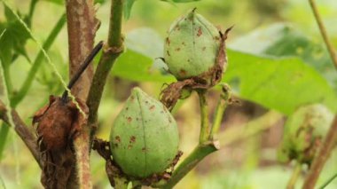 Cotton Santrali 'nde yeşil renkli Cotton Boll' un 4K görüntüsü. Yeşil pamuk tarlası. Organik boll. Bitkinin üzerinde pamuk yığını var. Doğal arka plan. Yeşil renkli topuz. Konuya Seçici Odaklanma ile.