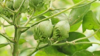 Cotton Santrali 'nde yeşil renkli Cotton Boll' un 4K görüntüsü. Yeşil pamuk tarlası. Organik boll. Bitkinin üzerinde pamuk yığını var. Doğal arka plan. Yeşil renkli topuz. Konuya Seçici Odaklanma ile.