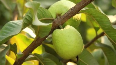 Ağacın dalında asılı guavaların 4K görüntüsü. Guava meyvesi asıyorum. Guava 'ları kapatın. Sağlıklı gıda konsepti. Guava. Guavas Ağacı 'nda olgun Tropikal Meyve Guava. Guava meyve bahçesi. Guavas ağacı.