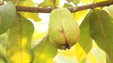 Ağacın dalında asılı guavaların 4K görüntüsü. Guava meyvesi asıyorum. Guava 'ları kapatın. Sağlıklı gıda konsepti. Guava. Guavas Ağacı 'nda olgun Tropikal Meyve Guava. Guava meyve bahçesi. Guavas ağacı.