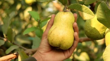 Ağacın dalında asılı guavaların 4K görüntüsü. Guava meyvesi asıyorum. Guava 'ları kapatın. Sağlıklı gıda konsepti. Guava. Guavas Ağacı 'nda olgun Tropikal Meyve Guava. Guava meyve bahçesi. Guavas ağacı.