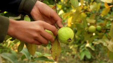 Ağacın dalında asılı guavaların 4K görüntüsü. Guava meyvesi asıyorum. Guava 'ları kapatın. Sağlıklı gıda konsepti. Guava. Guavas Ağacı 'nda olgun Tropikal Meyve Guava. Guava meyve bahçesi. Guavas ağacı.