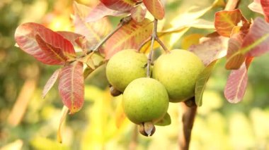 Ağacın dalında asılı guavaların 4K görüntüsü. Guava meyvesi asıyorum. Guava 'ları kapatın. Sağlıklı gıda konsepti. Guava. Guavas Ağacı 'nda olgun Tropikal Meyve Guava. Guava meyve bahçesi. Guavas ağacı.