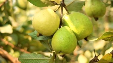 Ağacın dalında asılı guavaların 4K görüntüsü. Guava meyvesi asıyorum. Guava 'ları kapatın. Sağlıklı gıda konsepti. Guava. Guavas Ağacı 'nda olgun Tropikal Meyve Guava. Guava meyve bahçesi. Guavas ağacı.