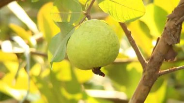 Ağacın dalında asılı guavaların 4K görüntüsü. Guava meyvesi asıyorum. Guava 'ları kapatın. Sağlıklı gıda konsepti. Guava. Guavas Ağacı 'nda olgun Tropikal Meyve Guava. Guava meyve bahçesi. Guavas ağacı.