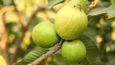 Ağacın dalında asılı guavaların 4K görüntüsü. Guava meyvesi asıyorum. Guava 'ları kapatın. Sağlıklı gıda konsepti. Guava. Guavas Ağacı 'nda olgun Tropikal Meyve Guava. Guava meyve bahçesi. Guavas ağacı.