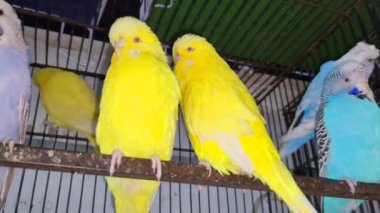 Kafeste hayvan pazarında satış yapmak için bekleyen papağan grubunun 4K görüntüsü. Budgerigar Papağanları evdeki kafeste oynuyorlar. Şirin evcil hayvan muhabbeti. Güzel renkli papağanlar..