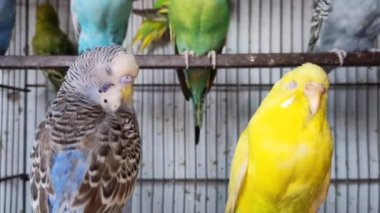 Kafeste hayvan pazarında satış yapmak için bekleyen papağan grubunun 4K görüntüsü. Budgerigar Papağanları evdeki kafeste oynuyorlar. Şirin evcil hayvan muhabbeti. Güzel renkli papağanlar..