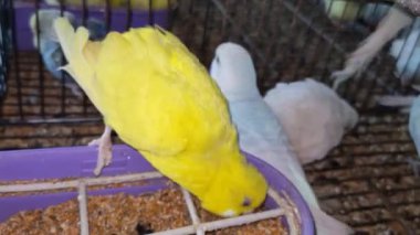 Kafeste hayvan pazarında satış yapmak için bekleyen papağan grubunun 4K görüntüsü. Budgerigar Papağanları evdeki kafeste oynuyorlar. Şirin evcil hayvan muhabbeti. Güzel renkli papağanlar..