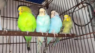 Kafeste hayvan pazarında satış yapmak için bekleyen papağan grubunun 4K görüntüsü. Budgerigar Papağanları evdeki kafeste oynuyorlar. Şirin evcil hayvan muhabbeti. Güzel renkli papağanlar..