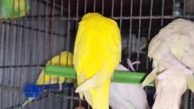 Kafeste hayvan pazarında satış yapmak için bekleyen papağan grubunun 4K görüntüsü. Budgerigar Papağanları evdeki kafeste oynuyorlar. Şirin evcil hayvan muhabbeti. Güzel renkli papağanlar..