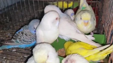 Kafeste hayvan pazarında satış yapmak için bekleyen papağan grubunun 4K görüntüsü. Budgerigar Papağanları evdeki kafeste oynuyorlar. Şirin evcil hayvan muhabbeti. Güzel renkli papağanlar..