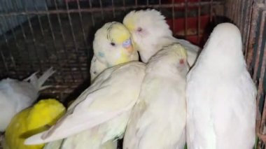 Kafeste hayvan pazarında satış yapmak için bekleyen papağan grubunun 4K görüntüsü. Budgerigar Papağanları evdeki kafeste oynuyorlar. Şirin evcil hayvan muhabbeti. Güzel renkli papağanlar..