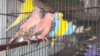 Kafeste hayvan pazarında satış yapmak için bekleyen papağan grubunun 4K görüntüsü. Budgerigar Papağanları evdeki kafeste oynuyorlar. Şirin evcil hayvan muhabbeti. Güzel renkli papağanlar..
