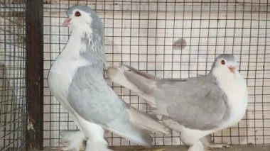 Kafesteki belirli bir güvercinin görüntüsü. Farklı türde güzel güvercinlerin yakın görüntüsü. Kızılderili Fantail süslü cins güvercin dükkanda satılık bir kafeste tutuluyor. Güzel bir güvercin portresi..