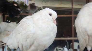 Kafesteki belirli bir güvercinin görüntüsü. Farklı türde güzel güvercinlerin yakın görüntüsü. Kızılderili Fantail süslü cins güvercin dükkanda satılık bir kafeste tutuluyor. Güzel bir güvercin portresi..