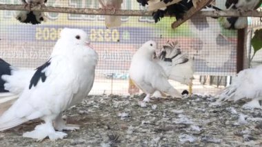 Kafesteki belirli bir güvercinin görüntüsü. Farklı türde güzel güvercinlerin yakın görüntüsü. Kızılderili Fantail süslü cins güvercin dükkanda satılık bir kafeste tutuluyor. Güzel bir güvercin portresi..