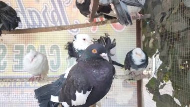 Kafesteki belirli bir güvercinin görüntüsü. Farklı türde güzel güvercinlerin yakın görüntüsü. Kızılderili Fantail süslü cins güvercin dükkanda satılık bir kafeste tutuluyor. Güzel bir güvercin portresi..