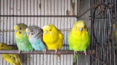 Kafeste hayvan pazarında satış yapmak için bekleyen papağan grubunun 4K görüntüsü. Budgerigar Papağanları evdeki kafeste oynuyorlar. Şirin evcil hayvan muhabbeti. Güzel renkli papağanlar..