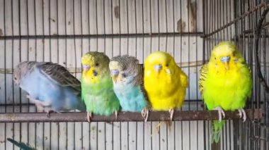 Kafeste hayvan pazarında satış yapmak için bekleyen papağan grubunun 4K görüntüsü. Budgerigar Papağanları evdeki kafeste oynuyorlar. Şirin evcil hayvan muhabbeti. Güzel renkli papağanlar..